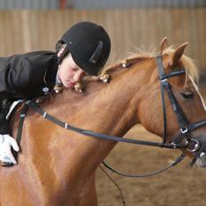 Welsh Pony (sec B) Kirkelodgaards Mischa