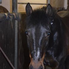 New Forest Skovly's Asterix 