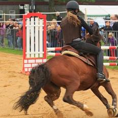 Welsh Pony af Cob-type (sec C) Miss Anton