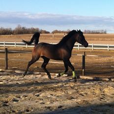 Arabisk fuldblod (OX) Fanzana (Iris)