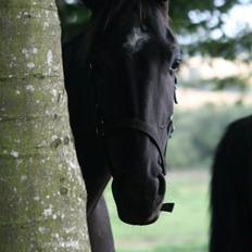 Anden særlig race Domino **soulmate**