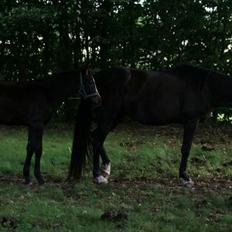 Anden særlig race Domino **soulmate**