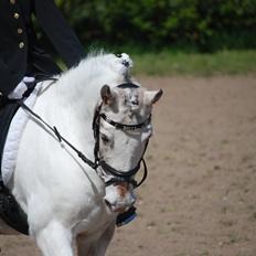 Anden særlig race Bella