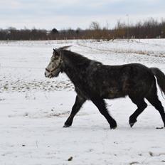 Islænder Náttfari (Noddi)