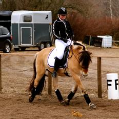 Fjordhest Jackpot Jakobsgaard