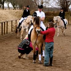 Fjordhest Jackpot Jakobsgaard