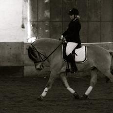 Fjordhest Jackpot Jakobsgaard