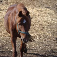 Anden særlig race Duncan