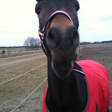 New Forest Sky Jumper <3  SOLGT! <3 Tidligere pony<3