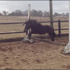 Knabstrupper Gizmo [min søsters pony]