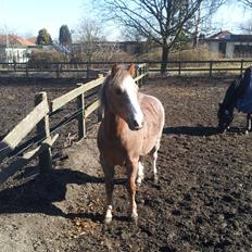 Dartmoor Skovbrynets Bastjan