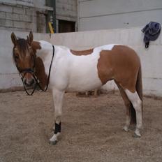 Anden særlig race Little Miss Cassie