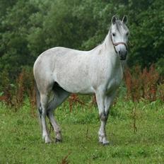 Anden særlig race Debbie rideskole hest