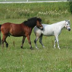 Anden særlig race Debbie rideskole hest