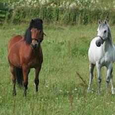 Anden særlig race Debbie rideskole hest