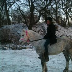 Anden særlig race Preben