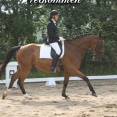 Dansk Varmblod Rainmaster (Mors hest) 