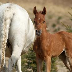 Arabisk fuldblod (OX) Esther Vildal *SOLGT*
