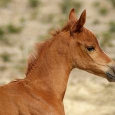 Arabisk fuldblod (OX) Esther Vildal *SOLGT*