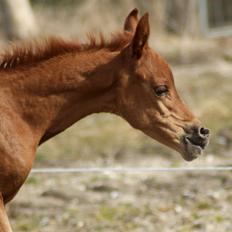 Arabisk fuldblod (OX) Esther Vildal *SOLGT*