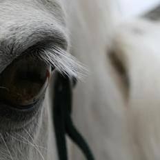 Connemara Asmindrupgårds Lorenzo<3 (passer)