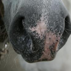 Connemara Asmindrupgårds Lorenzo<3 (passer)