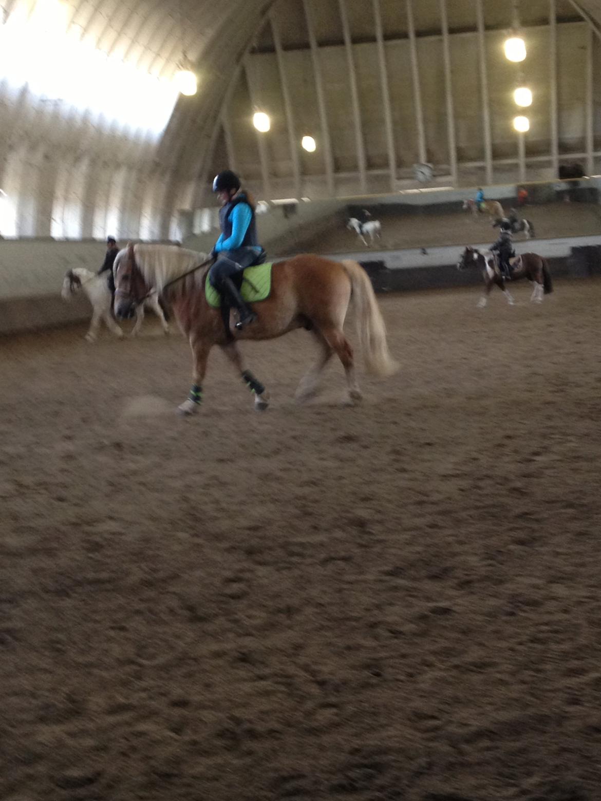Haflinger Simba (Laffe) - dressur <3 billede 5