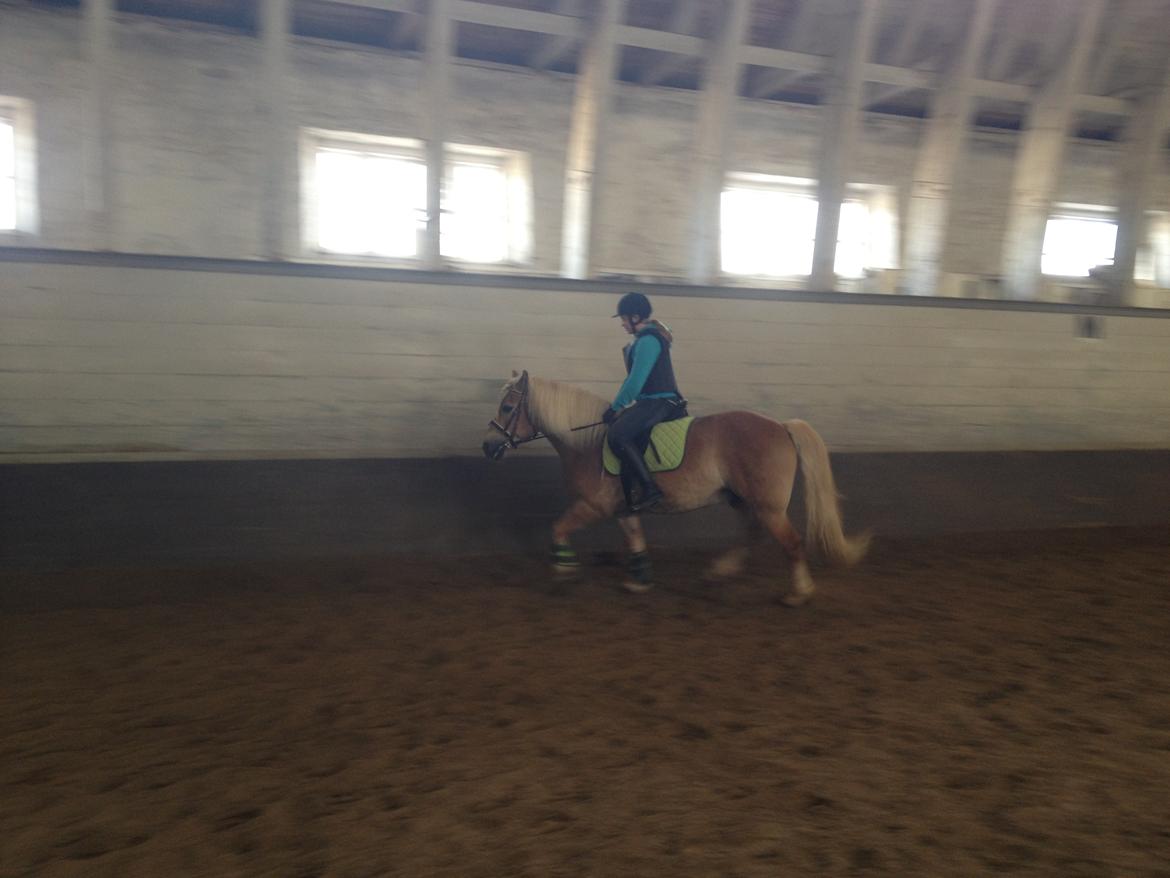 Haflinger Simba (Laffe) - dressur træning <3 billede 6