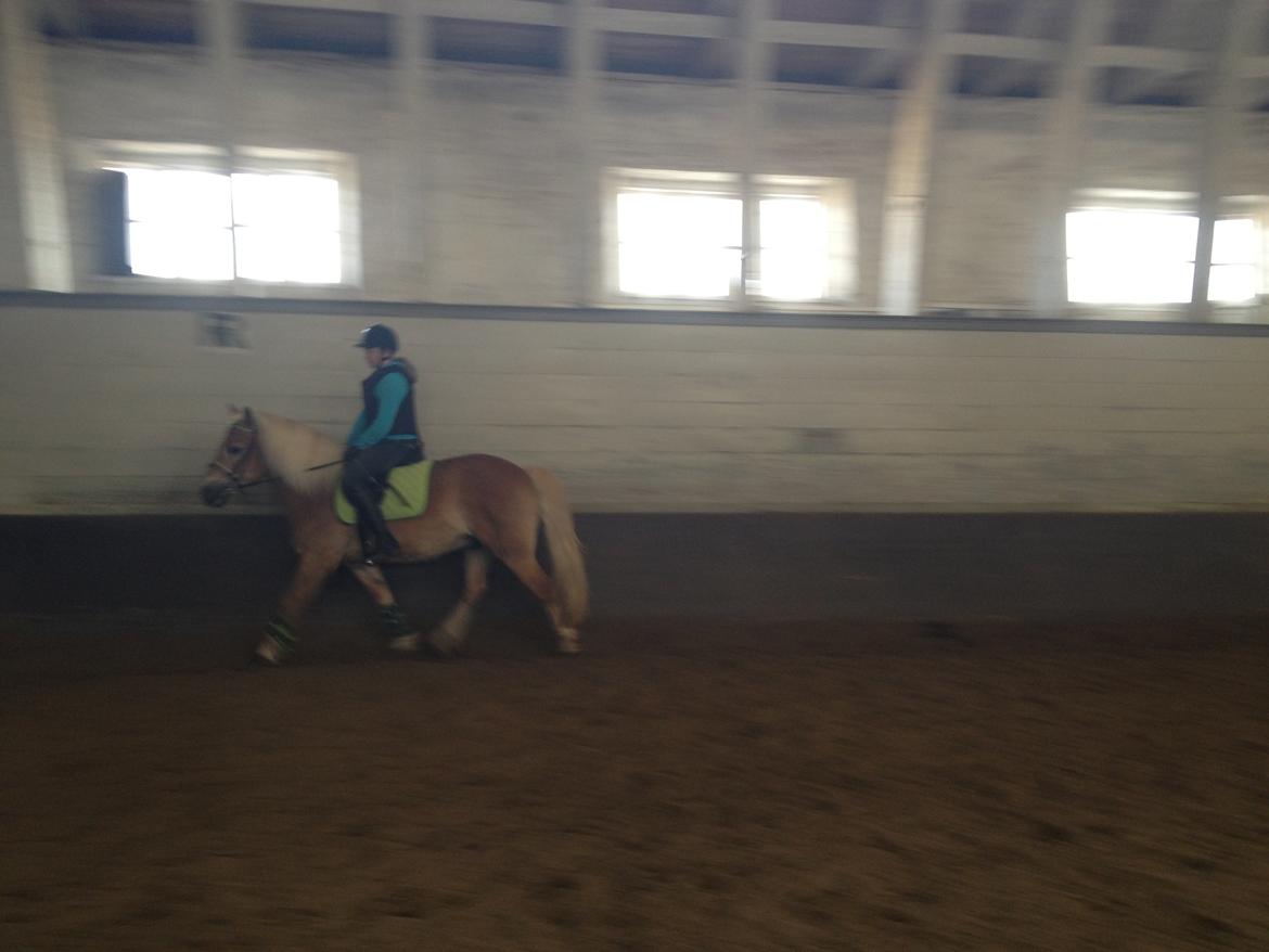 Haflinger Simba (Laffe) - <3 billede 7