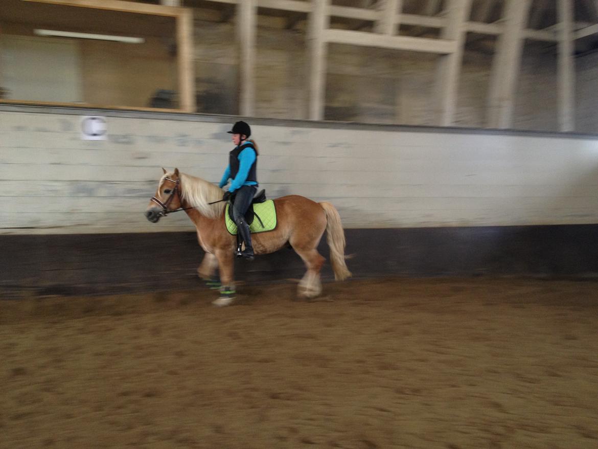 Haflinger Simba (Laffe) - <3 billede 8