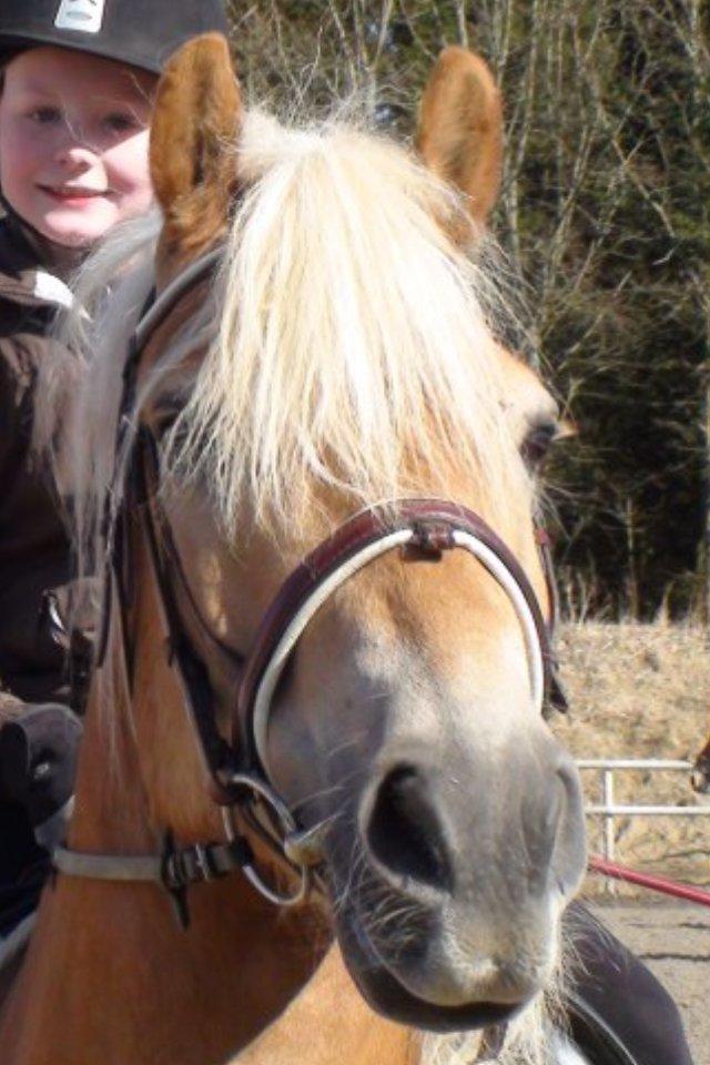 Haflinger Simba (Laffe) - du dejlig <3 billede 9