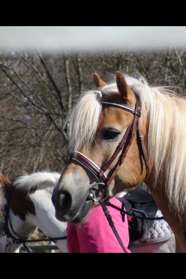 Haflinger Simba (Laffe) - er der noget spændene pony? <3 billede 10