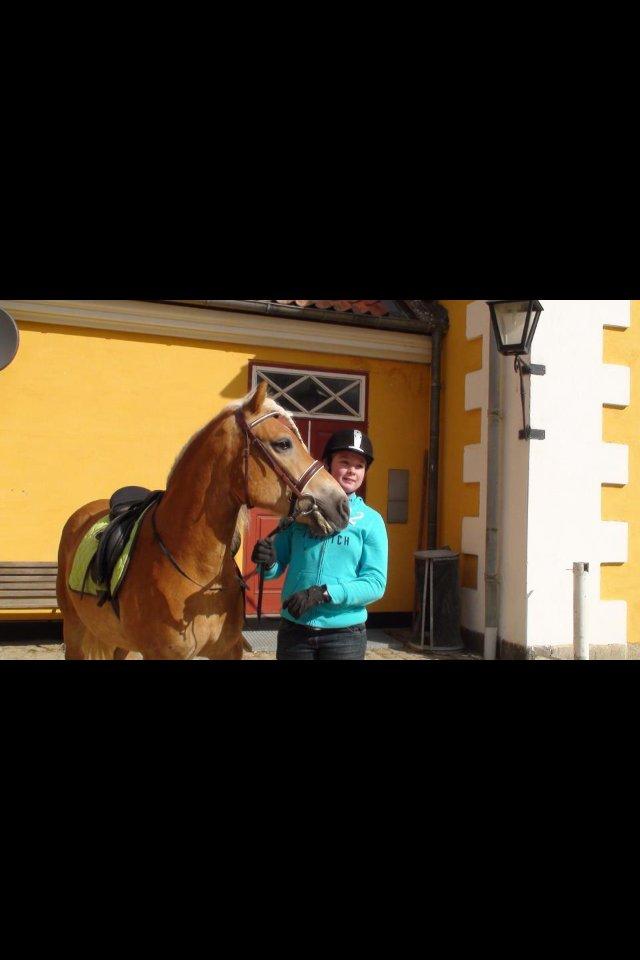 Haflinger Simba (Laffe) - Du betyder mere end du tror <3 billede 11