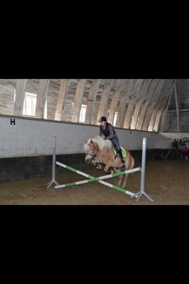 Haflinger Simba (Laffe) - Du fantastisk! <3 billede 12