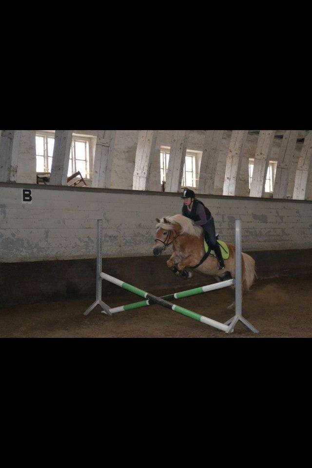 Haflinger Simba (Laffe) - JEG ELSKER DIG!!! <3 billede 13