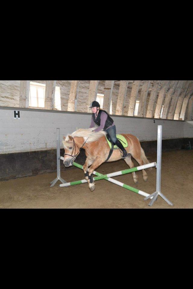 Haflinger Simba (Laffe) - Spriiing <3 billede 14
