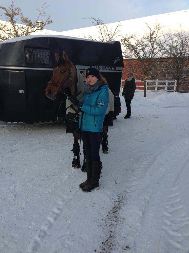 Tysk Sportspony HB Dreamgirl billede 8