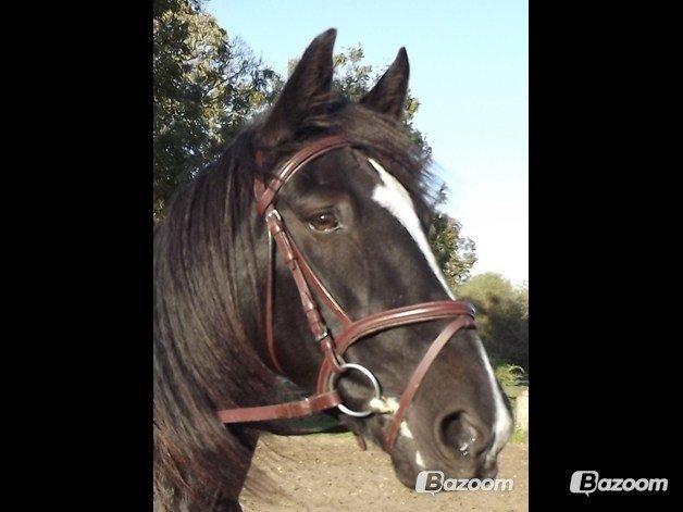 Irish Cob Crossbreed Freja (tidligere pony) billede 1