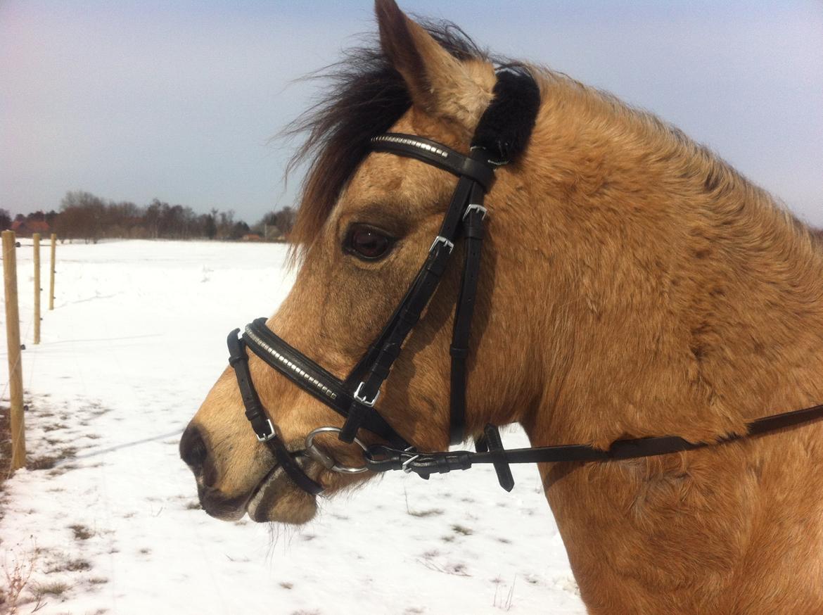 Anden særlig race Ramino billede 5