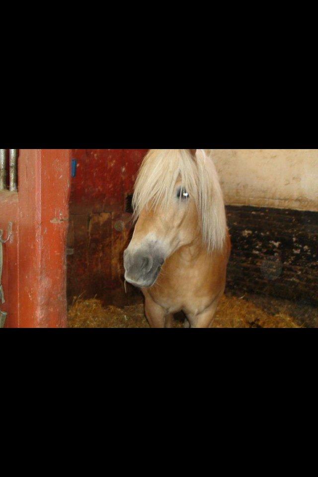 Haflinger Simba (Laffe) - Ihh hvor er du (s)køn <3 billede 15