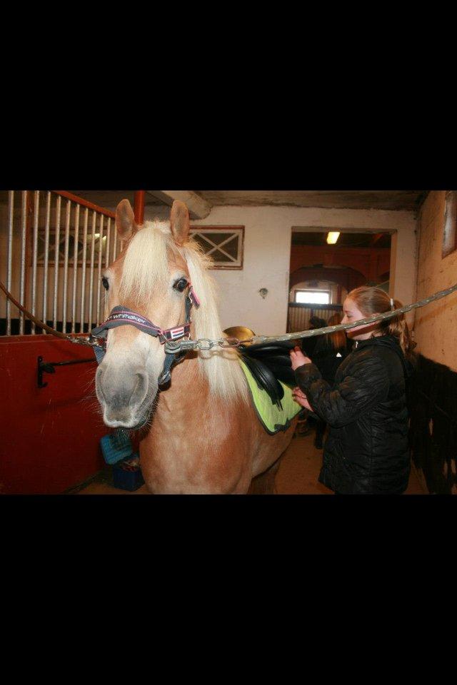 Haflinger Simba (Laffe) - Sadler op til endnu en dejlig ridetur på stjernen <3 billede 16