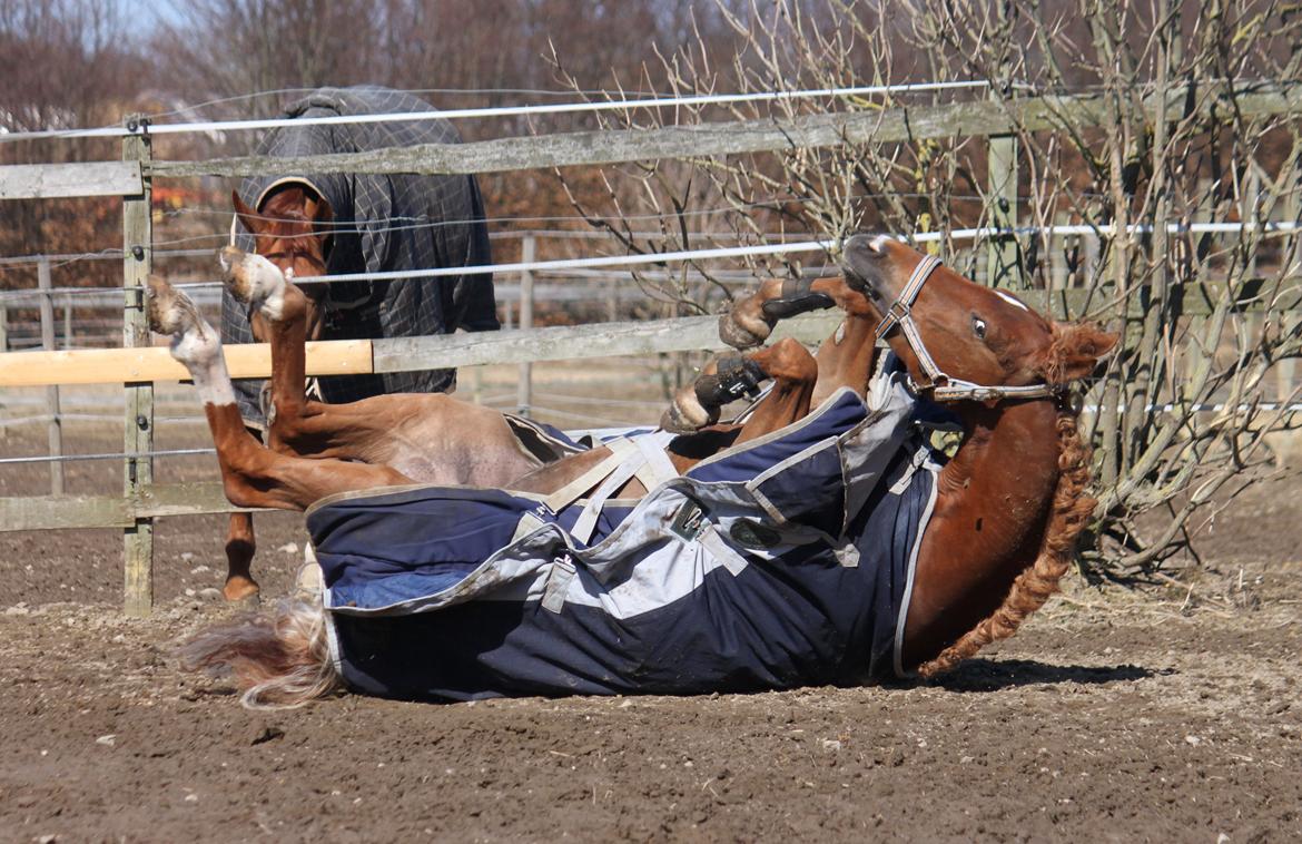 Tysk Sportspony Drambuie 9 *B-Pony* - Rulletur efter dressurstævne :) Marts 2013. Foto: Mig billede 5