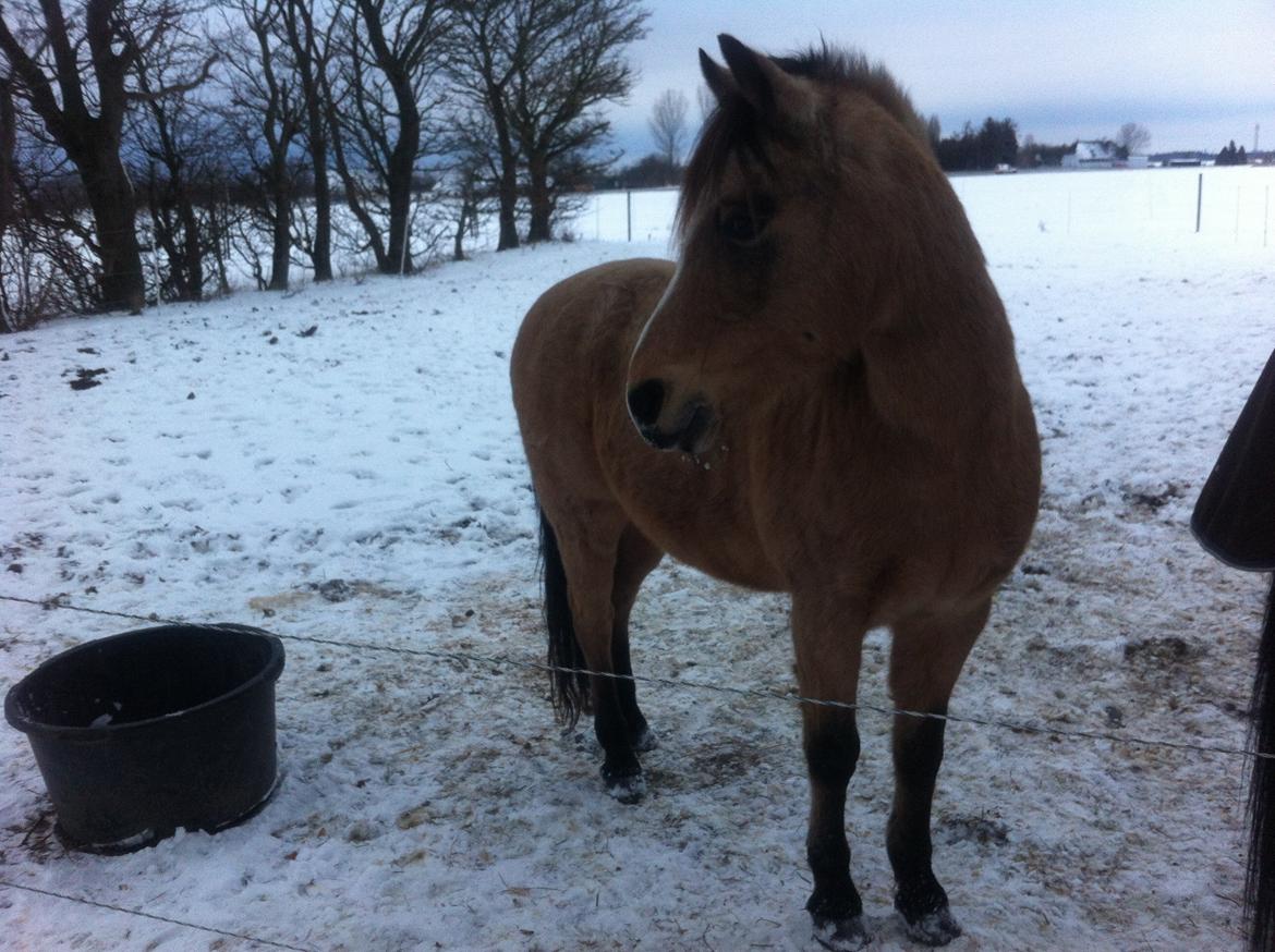 Anden særlig race Ramino billede 18