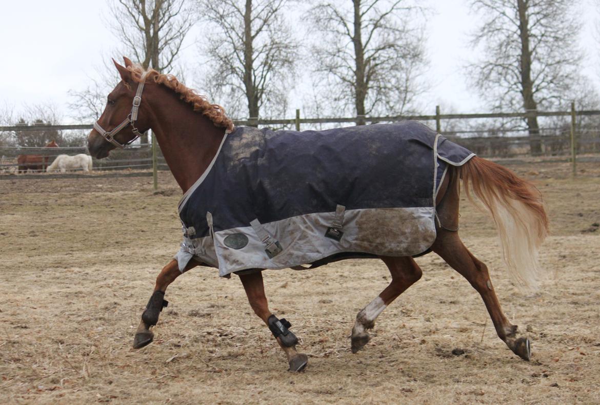 Tysk Sportspony Drambuie 9 *B-Pony* - En glad pony :) April 2013. Foto: Mig billede 9