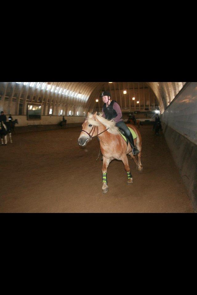 Haflinger Simba (Laffe) - Undervisning <3 billede 17