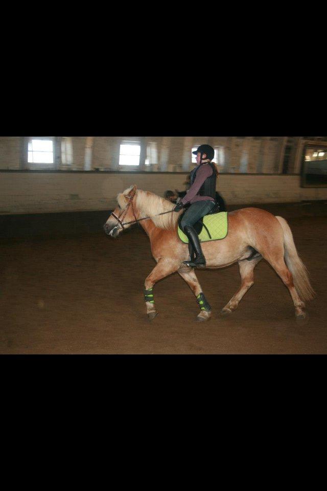 Haflinger Simba (Laffe) - Du så fiin pony <3 billede 18
