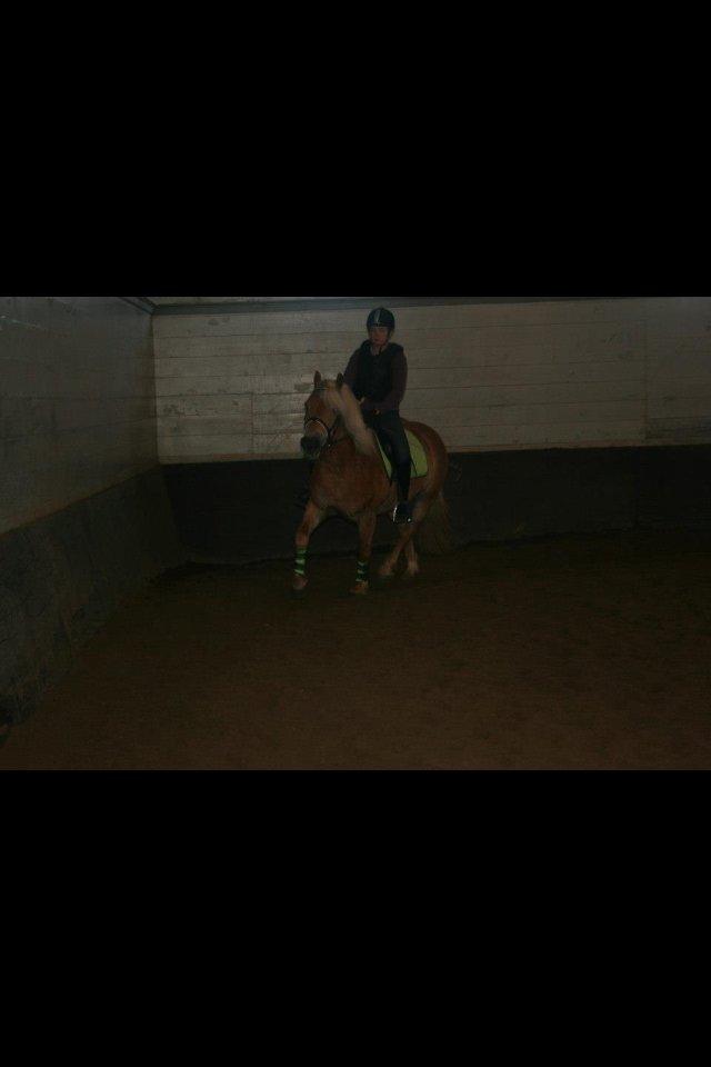 Haflinger Simba (Laffe) - <3 billede 19