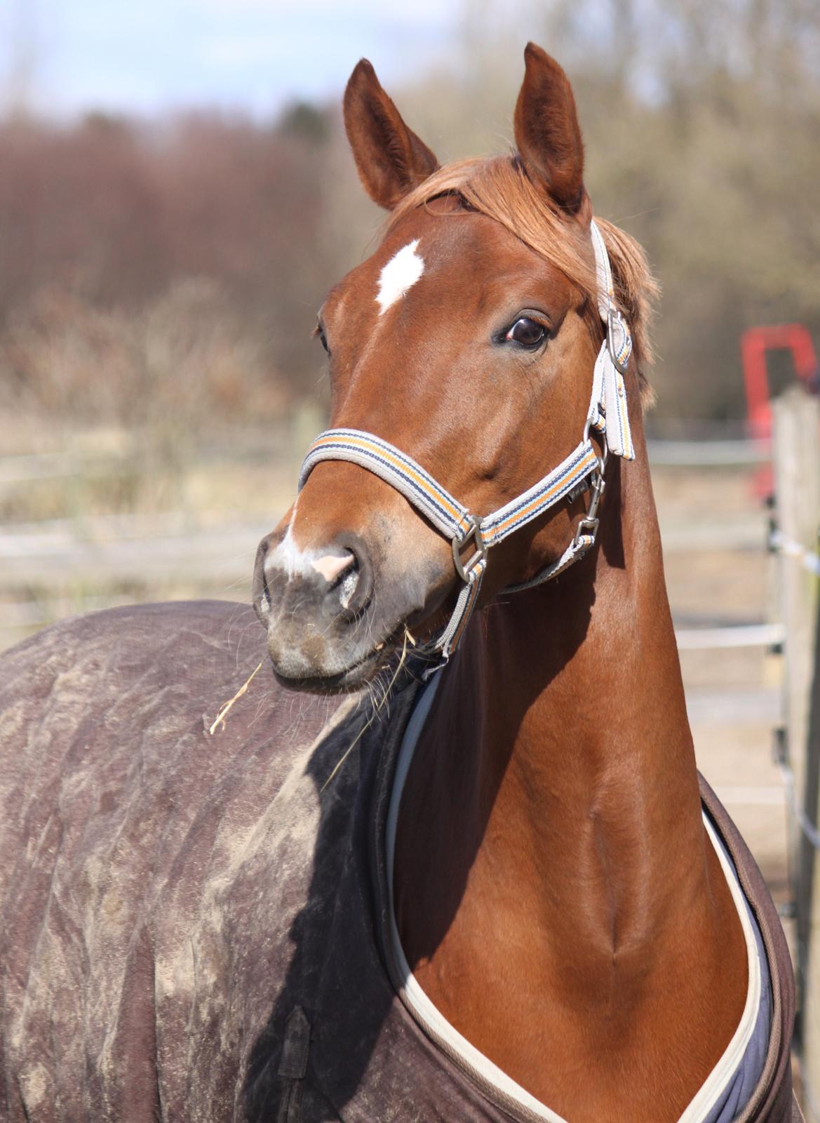 Tysk Sportspony Drambuie 9 *B-Pony* - På fold - hun er da skøn :) Marts 2013. Foto: Mig billede 24