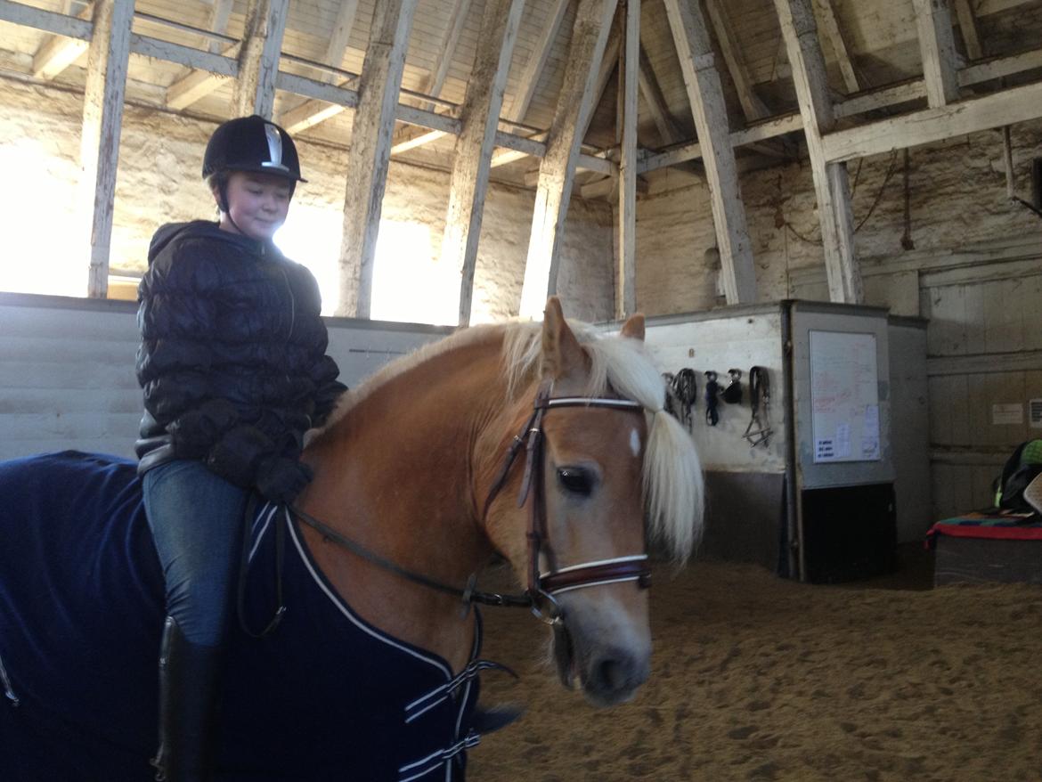 Haflinger Simba (Laffe) - Uden sadel <3 billede 20