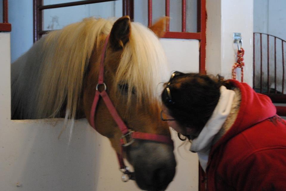 Haflinger Sabrina billede 10